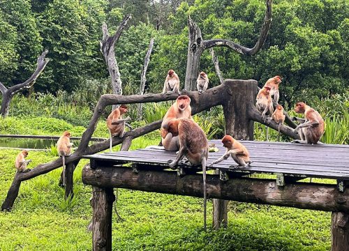 4D3N Sandakan Wildlife and Food Hunt