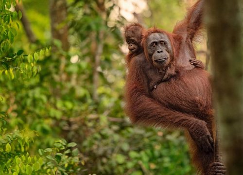 11D10N Borneo Wildlife Gateway Tour