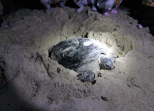 3D2N Sandakan Turtle Island & Wildlife