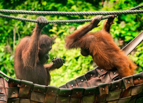 3D2N Sandakan Wildlife Tour