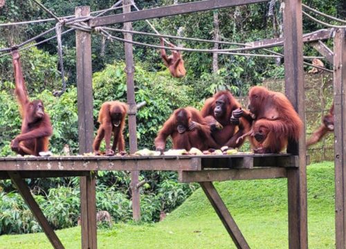 Sepilok Orang Utan, Sun Bear & City Tour