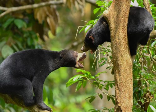 4D3N Sandakan Wildlife Tour