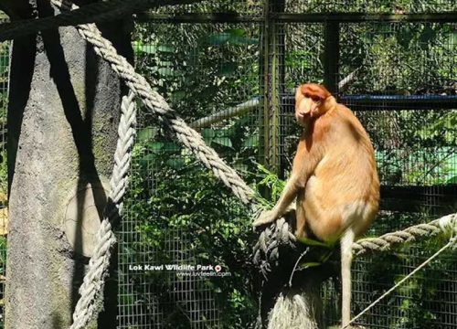 Lok Kawi Wildlife Park