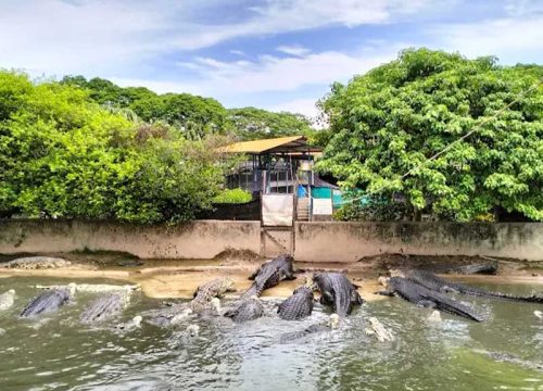 Crocodile Farm Tour & Tuaran Temple
